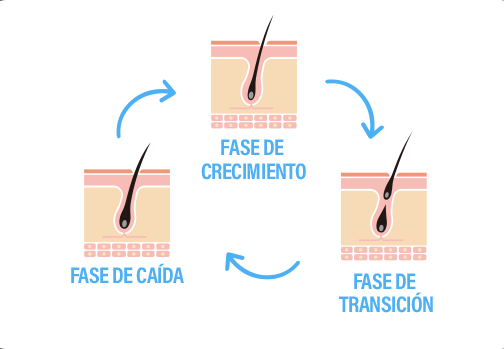 fases