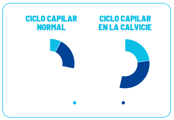 ciclo